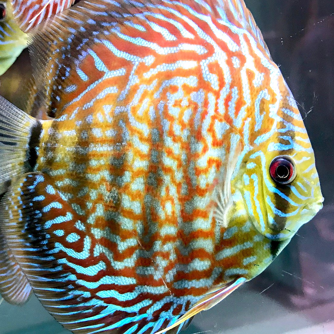 Discus Galaxy Turquoise 7-8 cm.